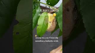 #персики #персикамплохо