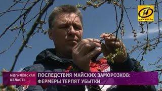 Последствия майских заморозков: фермеры терпят убытки