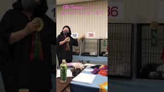 Nishi Nihon Cat ClubSummer Cat ShowAugust 7, 2022 (1)