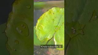 Aquatic Serenity: Lotus Plant in Our Fish Tank  | My Pets My Garden | Zen Underwater Oasis!