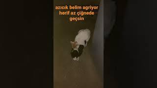 bel agrisinda herifine çiğneten kedi 