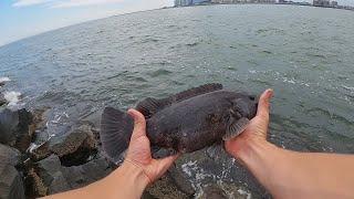 LIGHT TACKLE Summer Jetty TOG Fishing! (jetty fishing)