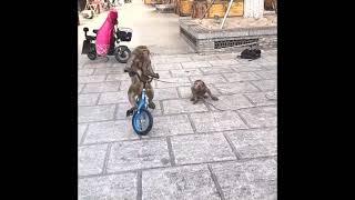 funny monkeys show #shorts