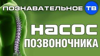 Насос позвоночника (Познавательное ТВ, Герман Тюхтин)