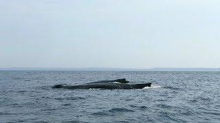 Close encounter with two Humpback Whales