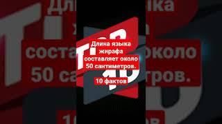 Длина языка жирафа составляет около 50 сантиметров