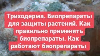 Биопрепараты ПРИМЕНЕНИЕ для защиты растений от болезней Триходерма