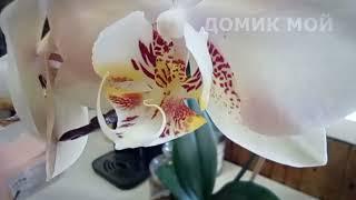 Орхидея Phal.  Mandala - домашнее цветение.