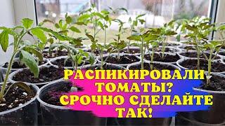 Распикировали ТОМАТЫ? СРОЧНО сделайте ТАК!