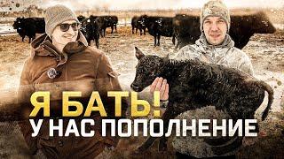 7 серия | Коровы Black Angus начали телиться. Едем в Тулу за станками и строим загон.