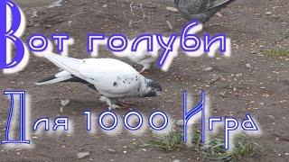 Вот это голуби для 1000 игра очень красивы голубй