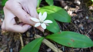 Queen's cup (Clintonia uniflora)