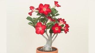 Desert Rose Plant: How to Grow Desert Rose and Adeniums