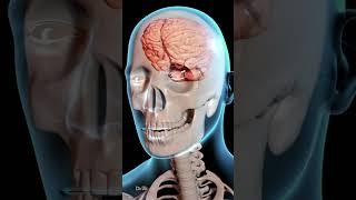 How Does a Concussion Affect Your Brain