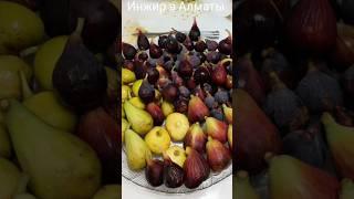 Инжир в Алматы Контейнерное выращивание Спелые фиги 25.09.2024. #инжир #fig #сад #саженцы