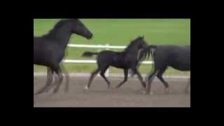 Dressage horse for sale. Private Premiere. Rhodonia (Sir Donnerhall x Rohdiamant)