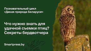 Что нужно знать для удачной съемки птиц. Секреты бердвотчера