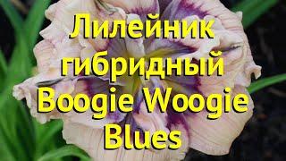 Лилейник гибридный Буги Вуги Блус. Краткий обзор, описание hemerocallis Boogie Woogie Blues