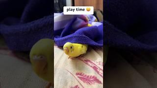 Play time️ #funny #theboys #ytshorts #animatefun #youtubeshorts #shortsfeed #theboyz #birdfun