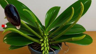 Do This Urgently! In just 20 days, orchids will produce many flower branches