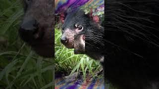 7 Jaw-Dropping Facts About Tasmanian Devils #tasmaniandevil #animals #wildlife #facts #interesting