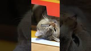 This Is Why Your Cat Can’t Resist Boxes 