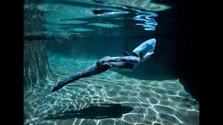 Shark Body Paintings Behind the Scenes