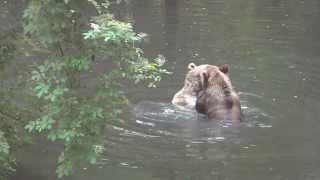 Brown Bears1