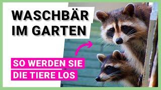 Waschbär im Garten: Was zu tun ist und wie sie ihn wieder vertreiben