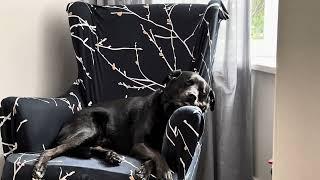 Gluey & Milo - Milo’s Official Chair Nap  | Yes, It’s His IKEA Chair Now