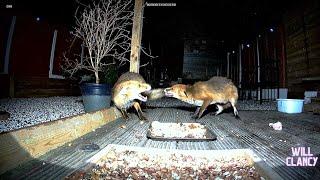 Foxes from the side camera