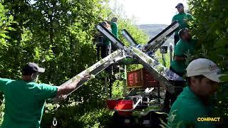 COMPACT CM01 allestimento nastri - fruit harvesting machine in action