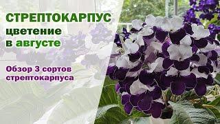 ЦВЕТЕНИЕ стрептокарпусов В АВГУСТЕ. Обзор трех сортов стрептокарпусов