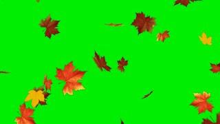 Falling leaves green screen effect