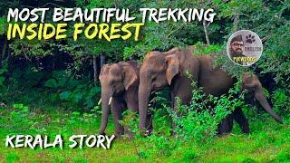 Story of Elephants in Nature Walk English | Trekking inside Evergreen Periyar Forest, Thekkady