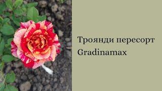 Відгук про троянди від Gradinamax. Пересорт