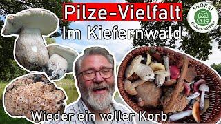 Pilze Vielfalt im Kiefernwald - Mitte September 2023 - Korb wieder voll