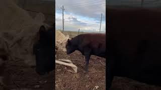 AVLIKOL ANGUST BUQALARIMIZ ORTASIDA RAZBOR