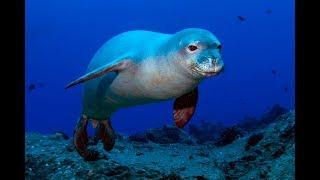 Facts: The Hawaiian Monk Seal