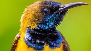 Adeeb Hussain bird lover is live