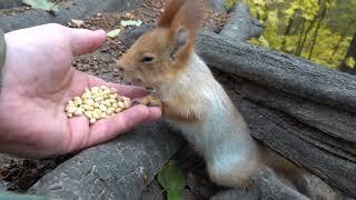 Ещё одна зарисовка с белками / Another sketch with squirrels