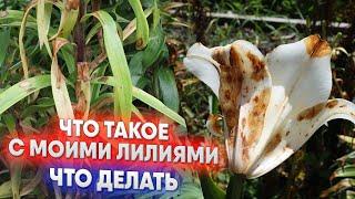 Что такое с моими лилиями - что делать