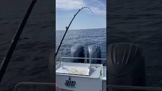 Trophy Lake Huron King Salmon Screaming line! #salmonfishing #trolling #fish