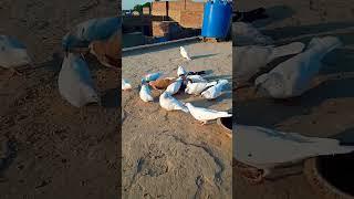 kas ko Kabutar Pasand Hai ️️#pigeon #aliwal #vlogs #viral #shorts