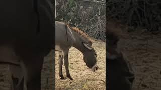 donkey mating is ready for growth #shorts #donkey