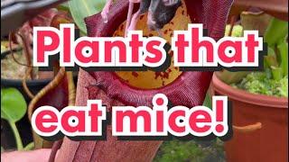 Nepenthes eating Mice!