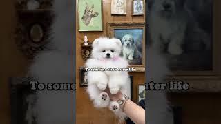 Paws-itive Vibes Only: No Comparisons Needed!