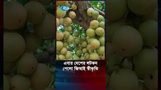 এবার দেশের লটকন পেলো জিআই স্বীকৃতি #Jungle #fruit #pendant #recognition