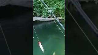 MASSIVE CATFISH EATS BIG TOPWATER BAIT!