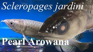 Pearl Arowana (Scleropages jardini) ~ Aquarium Care